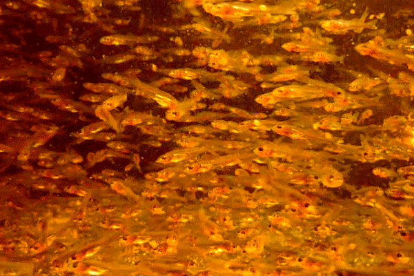 Zandersetzlinge im Alter von 50 Tagen tummeln sich in einem von Ralf Fisch entwickelten Aufzuchtbecken zur Zanderreproduktion.